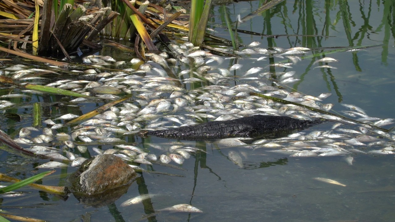 Більше 2000 мертвих риб знайшли у водосховищі на річці Уди