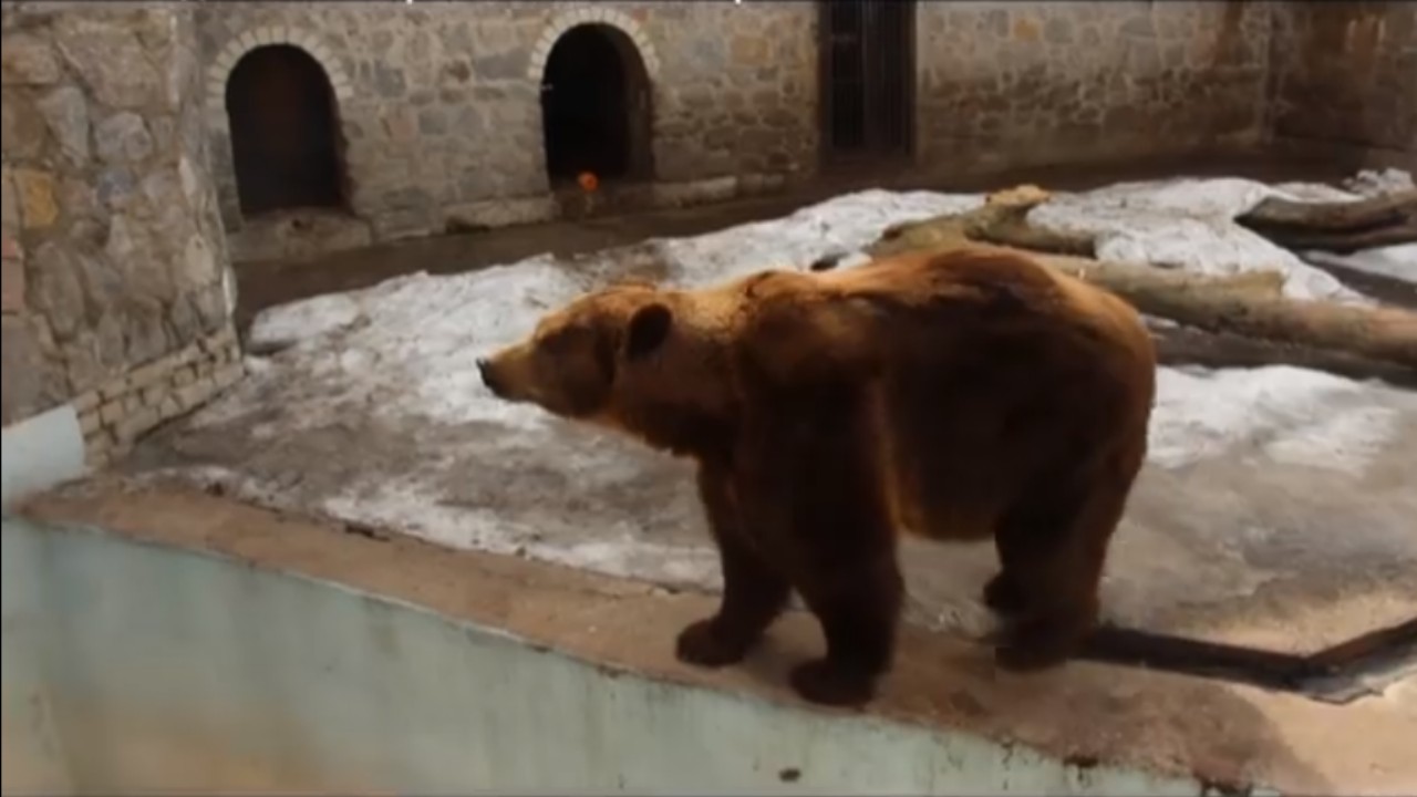 У харківському зоопарку прокинулися ведмеді