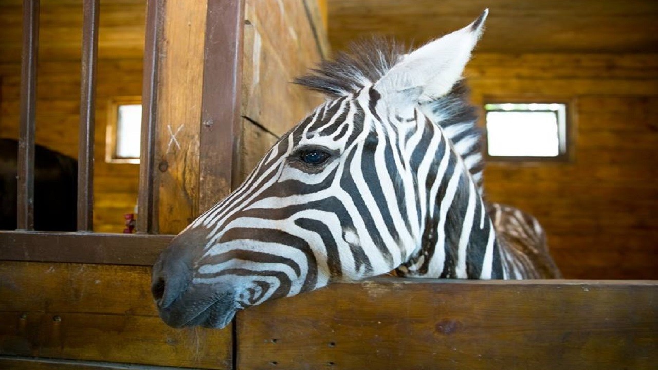 У Харкові з екопарку втекла зебра: тварину шукають від ранку