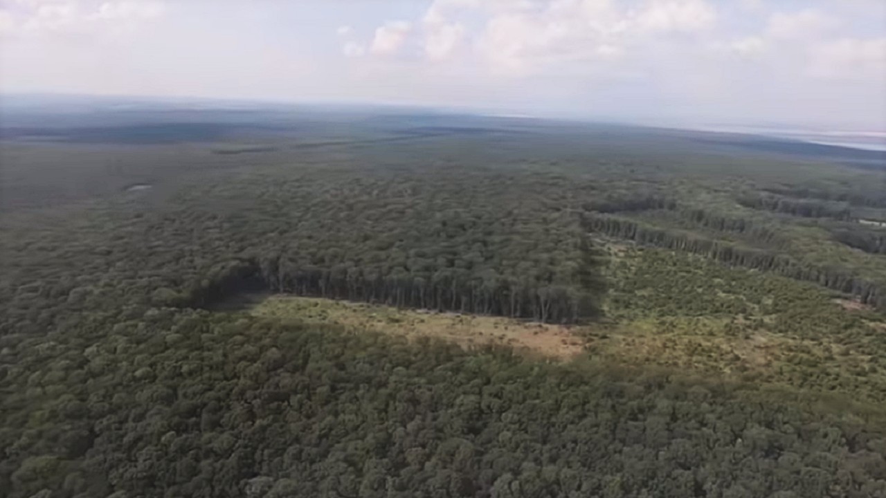 Більше 23 млн грн збитків: ДБР розслідує вирубку лісу у Жовтневому лісгоспі 
